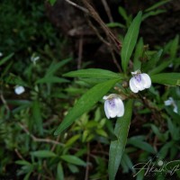 Justicia hookeriana (Nees) T.Anderson